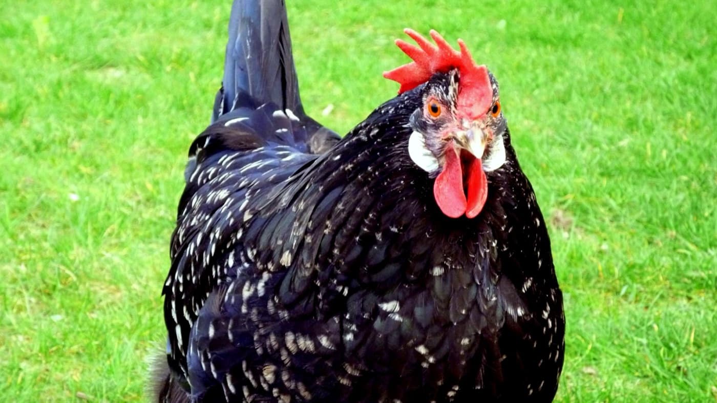 A Ancona chicken